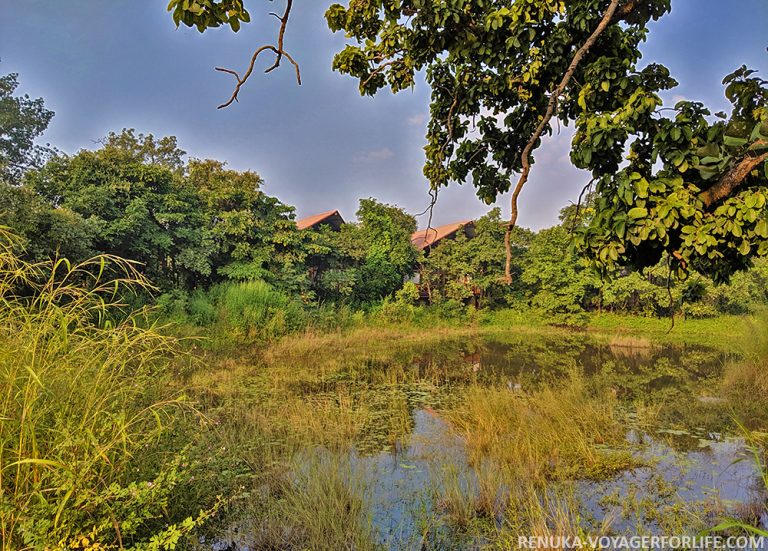 Why Is Pench The Perfect Abode For Nature Enthusiasts Voyager For Life 3720